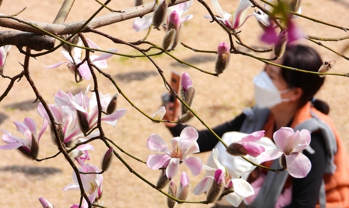포근한 날씨를 보인 지난 1일 오후 서귀포시 이중섭 거리 인근에 자주목련이 활짝 펴 봄기운을 느끼게 한다.