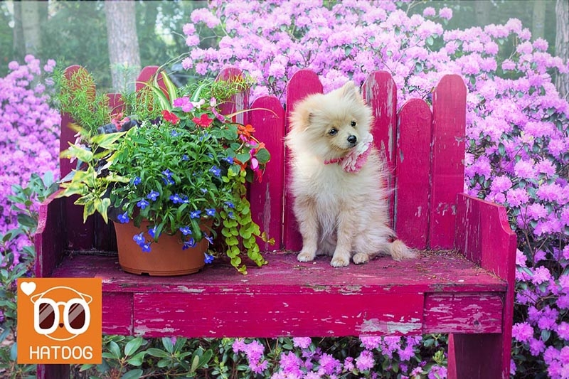 하트독, 댕댕이도 반하는 예쁜 애견동반 음식점 추천