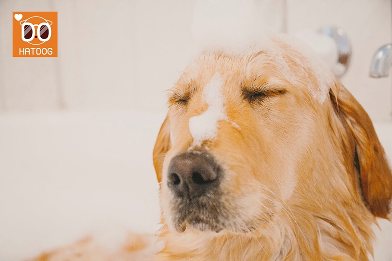 하트독, 셀프 목욕 가능한 쾌적 애견카페 추천
