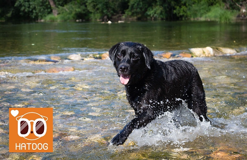 하트독, 애견동반 인기 캠핑장 추천