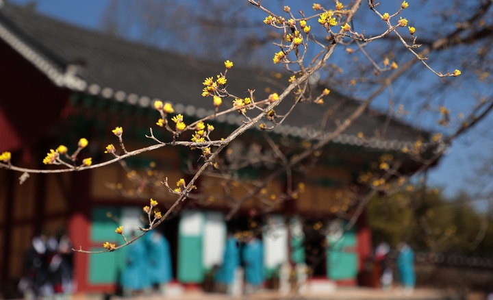 전남 구례군 구례읍 봉서리소재 구례향교 대성전에서 지난 5일 공자를 비롯한 여러 성현들에게 제사를 지내는 춘계 석전대제를 봉행하고 있는 가운데 대성전 주변 산수유나무가 꽃망울을 터트리며 봄소식을 알리고 있다. (사진=구례군청 제공)