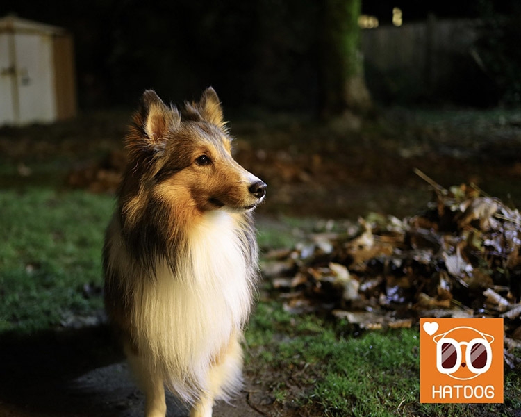 하트독, 밤에도 뛰고 싶은 댕댕이를 위한 애견 명소 추천