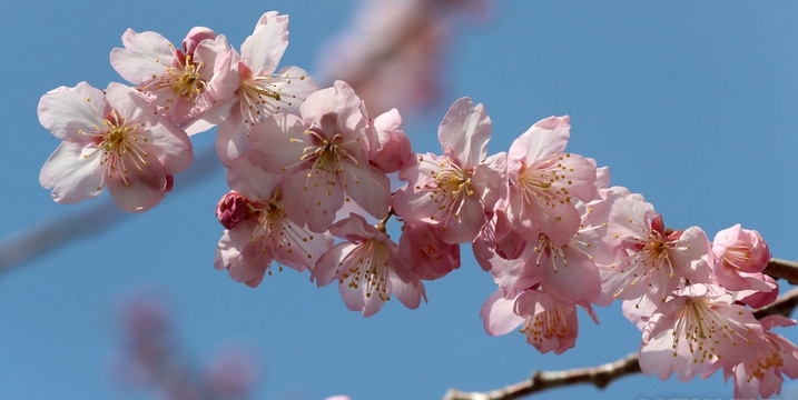 포근한 날씨를 보인 지난 10일 부산 수영구 배화학교 담장에 벚꽃이 꽃망울을 터트려 시민들의 눈길을 사로잡고 있다.