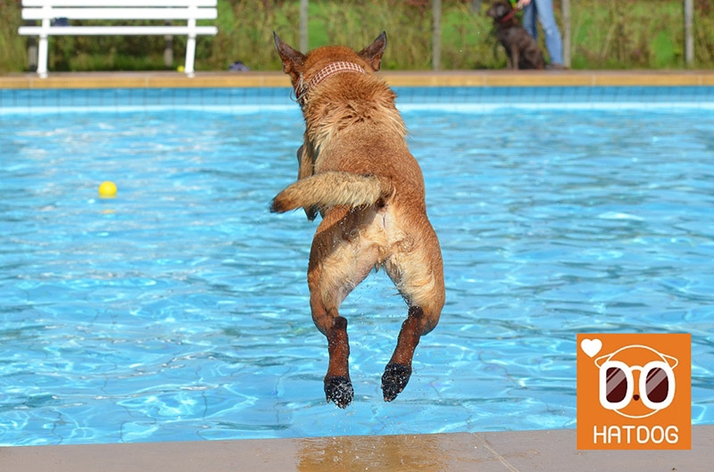 하트독, 수영장과 운동장 완비된 댕댕이 천국 펜션 추천