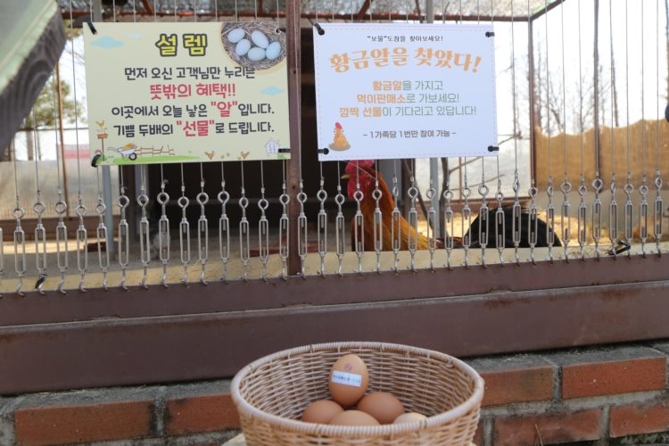 농협 안성팜랜드, 3월 ‘얼리버드 이벤트’ 진행