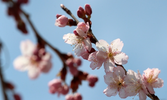 포근한 날씨를 보인 10일 부산 수영구 배화학교 담장에 벚꽃이 꽃망울을 터트려 시민들의 눈길을 사로잡고 있다.