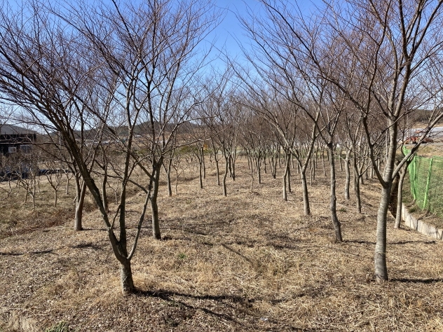 해남군이 나무은행을 활용해 올 상반기 마을 경로당 등 6개소에 179주의 수목을 식재한다. (사진제공 = 해남군)