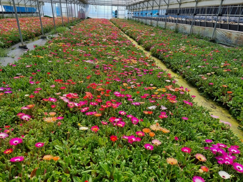 완도군에서는 봄맞이 시가지 정비를 위해 봄꽃을 분양한다. (사진제공 = 완도군)