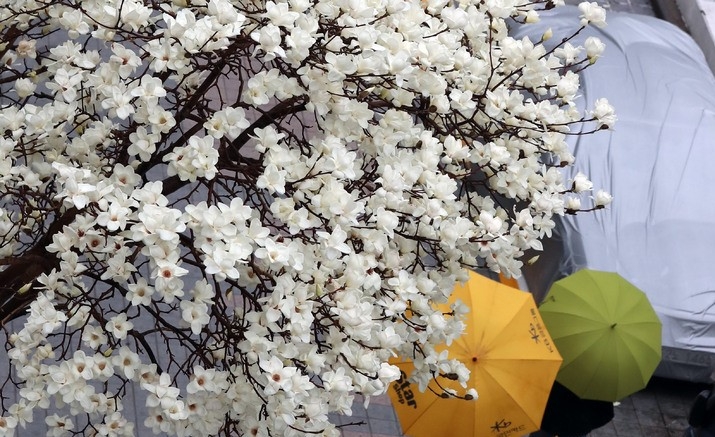 봄비가 내린 13일 부산 남구의 한 주택가에 목련이 활짝 펴 시민들의 눈길을 사로잡고 있다.