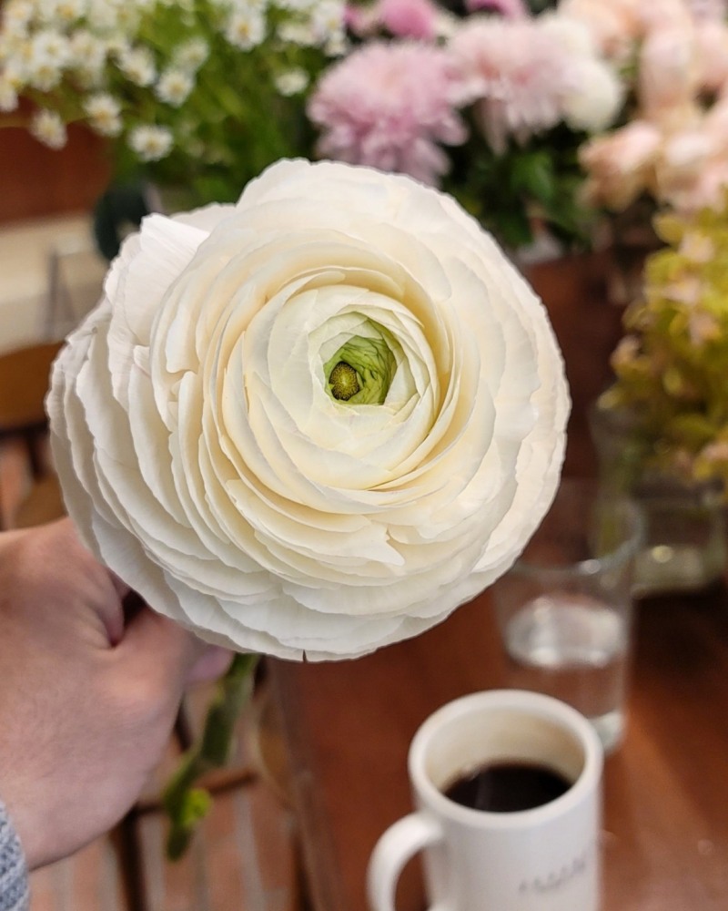 '라넌쿨러스'는 신부 부케에 많이 쓰이는 꽃입니다.'당신은 매력적입니다'라는 꽃말을 가지고 있습니다. / 사진제공=제프리킴 플라워