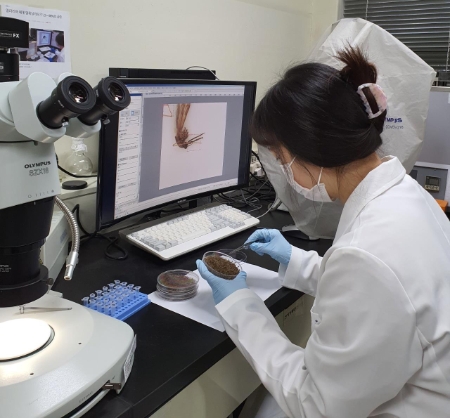 모기 분류 모습. / 사진 = 경기도뉴스포털