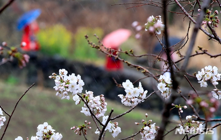 지난 17일 오후 제주시 도두동 인근에 핀 벚꽃이 비를 맞으며 개화를 서두르고 있다.