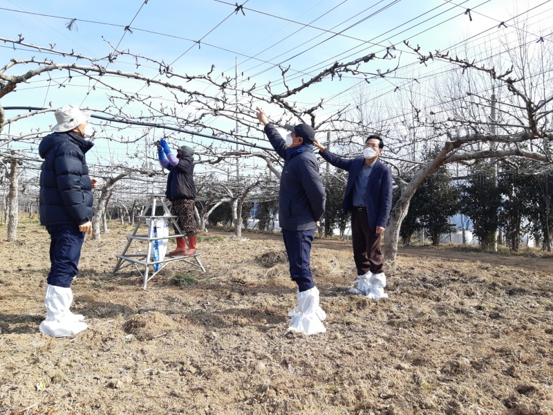 함평군 농업기술센터 직원들이 지역 농가를 방문해 과수화상병 예방을 위한 사전방제 지도를 하는 모습 (사진제공 = 함평군)
