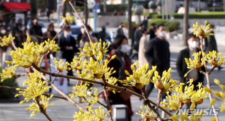 꽃샘추위속에 절기상 춘분인 21일 오전 서울 종로구 광화문 인근에서 시민들이 활짝 핀 산수유 앞을 지나 출근을 하고 있다.