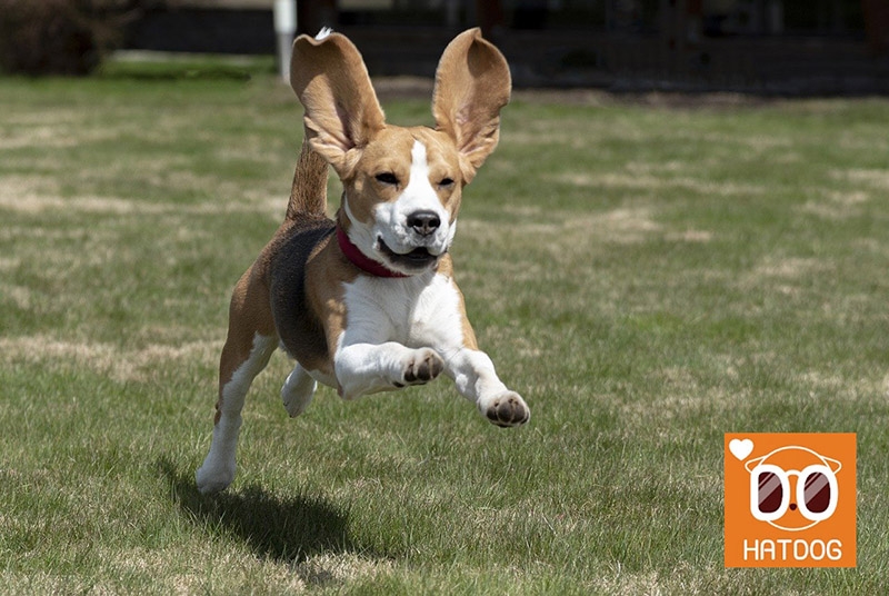하트독, 맘껏 달리며 힐링 하는 애견카페 추천