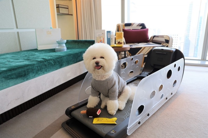 조선팰리스_나이트 아웃 위드 마이펫