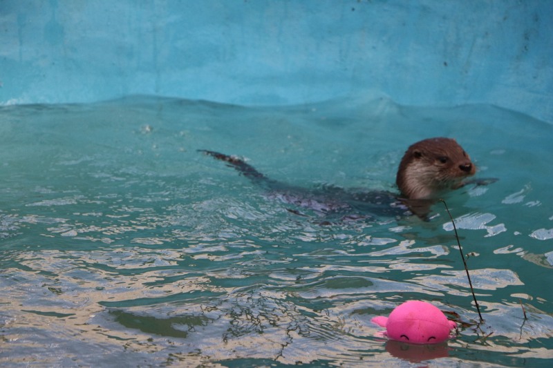 구조관리중인 수달의 모습 (사진제공 = 광주광역시)