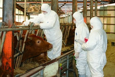 정읍시가 구제역 유입 방지와 축산 청정 정읍 유지를 위해 25일부터 내달 30일까지 지역 내 소·염소 사육농가를 대상으로 구제역 예방백신을 일제 접종한다. (사진제공 = 정읍시)