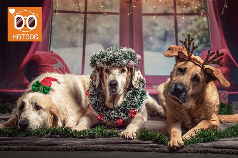 하트독, 요즘 뜨는 핫플레이 애견카페 추천
