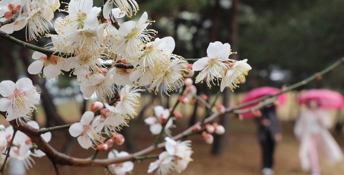 봄을 재촉하는 비가 내린 지난 17일 오후 세종시 어진동의 한 공원에 봄꽃이 만개해 눈길을 끌고 있다.