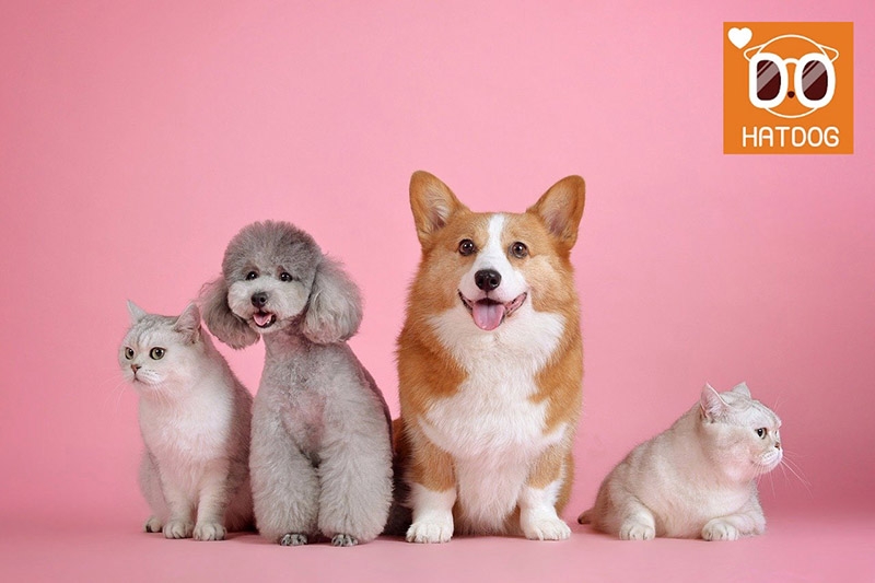 하트독, 핑크핑크 취향 저격 애견동반 카페 추천