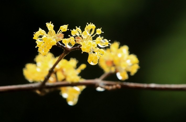 지난 18일 오전 제주시 오라2동 인근 도롯가에 핀 산수유꽃에 빗방울이 맺혀 있다.