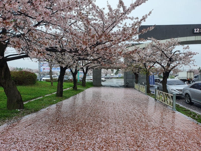 군산시는 월명종합경기장 내 벚꽃 상춘객 방문을 대비해 대책 마련에 나섰다. (사진제공 = 군산시)
