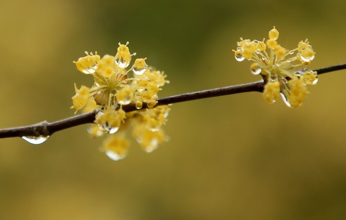 지난 18일 제주시 오라2동 인근 도롯가에 핀 산수유꽃에 빗방울이 맺혀 있다.