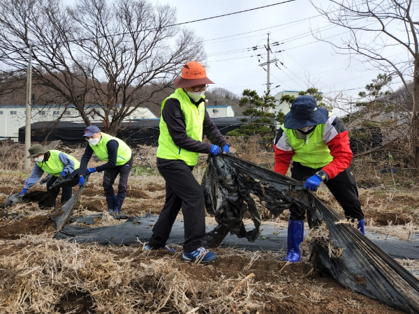 임도곤 농협 상호금융리스크관리부장(가운데)을 비롯한 직원들은 31일 경기도 파주시 콩 재배농가를 방문해 영농철 일손돕기 봉사활동을 실시했다.