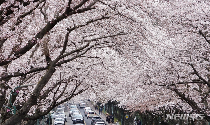 흐린 날씨를 보이는 지난달 31일 오후 제주 도내 대표적인 벚꽃 명소인 제주대학교 진입로에 꽃구경에 나선 도민과 차량 행렬이 이어지고 있다.