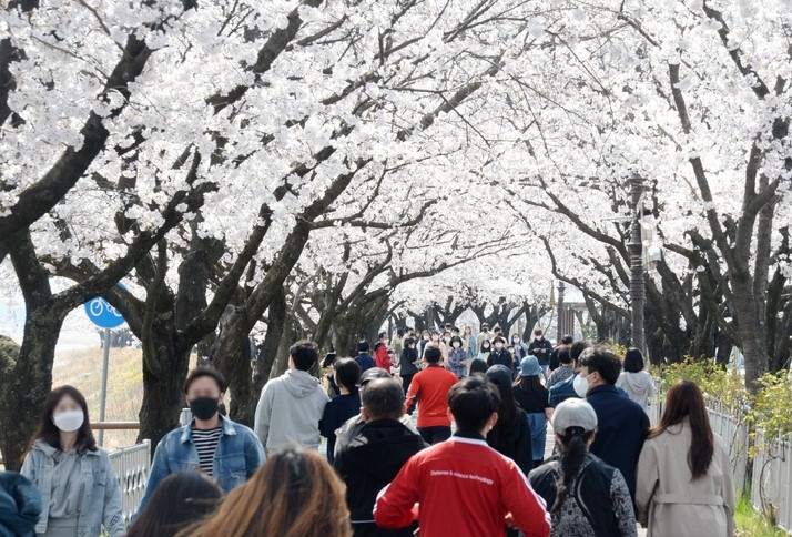 완연한 봄 날씨가 이어지고 있는 지난 3일 전북 남원시 요천로를 찾은 시민과 관광객들이 만개한 벚꽃을 바라보며 산책을 즐기고 있다.