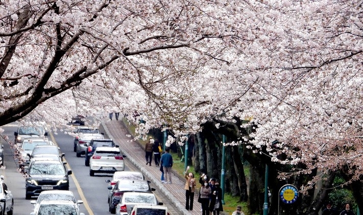 흐린 날씨를 보이는 지난달 31일 오후 제주 도내 대표적인 벚꽃 명소인 제주대학교 진입로에 꽃구경에 나선 도민과 차량 행렬이 이어지고 있다.