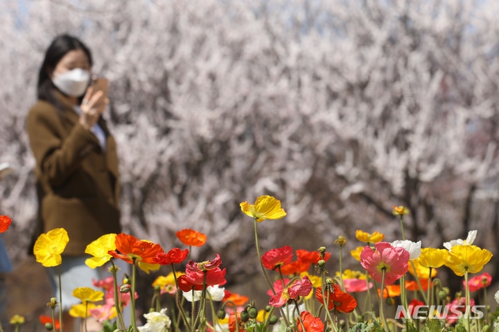 따뜻한 봄 날씨를 보인 지난 4일 오후 서울 성동구 서울숲에서 시민들이 만개한 양귀비를 휴대폰에 담고 있다.
