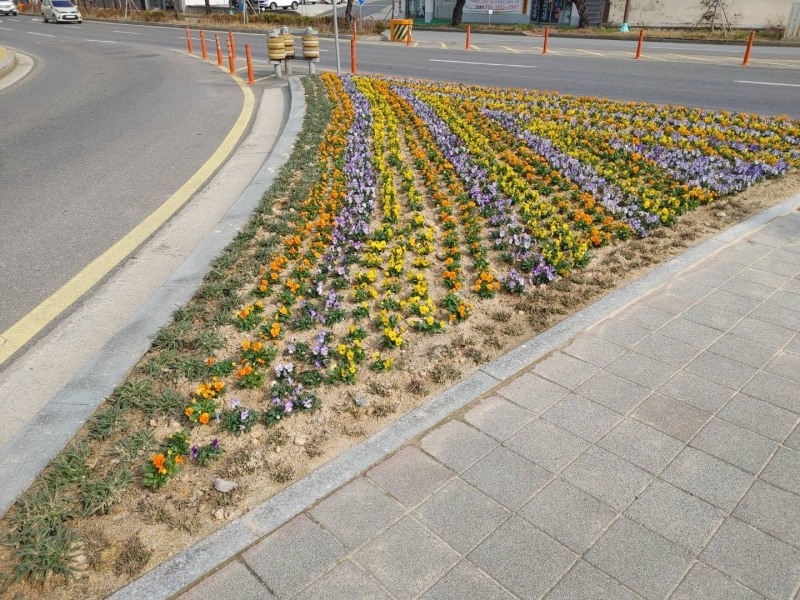 군산시는 새봄맞이로 가로화분, 가로화단, 교통섬 등에 꽃을 식재했다. (사진제공 = 군산시)