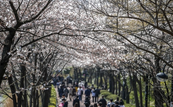 완연한 봄 날씨를 보인 4일 오후 서울 송파구 석촌호수를 찾은 시민들이 벚꽃길을 걸으며 시간을 보내고 있다.