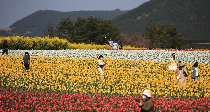 완연한 봄날씨를 보인 지난 6일 오후 제주 서귀포시 표선읍 보롬왓 농장을 찾은 관광객들이 활짝 핀 튤립을 감상하고 있다. 기상청에 따르면 이날 제주도는 일부 지역 낮 기온이 20도를 넘는 등 포근한 날씨를 나타냈다.
