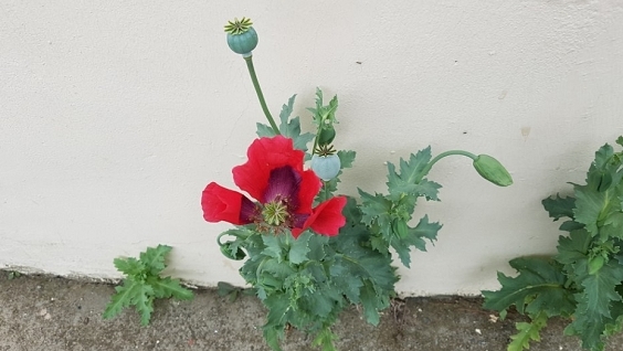 완도해양경찰서는 마약으로부터 안전한 해양환경 조성을 위하여 양귀비·대마 밀경작 등 마약류 공급사범과 투약사범에 대한 특별단속을 실시한다. (사진제공 = 완도해양경찰서)