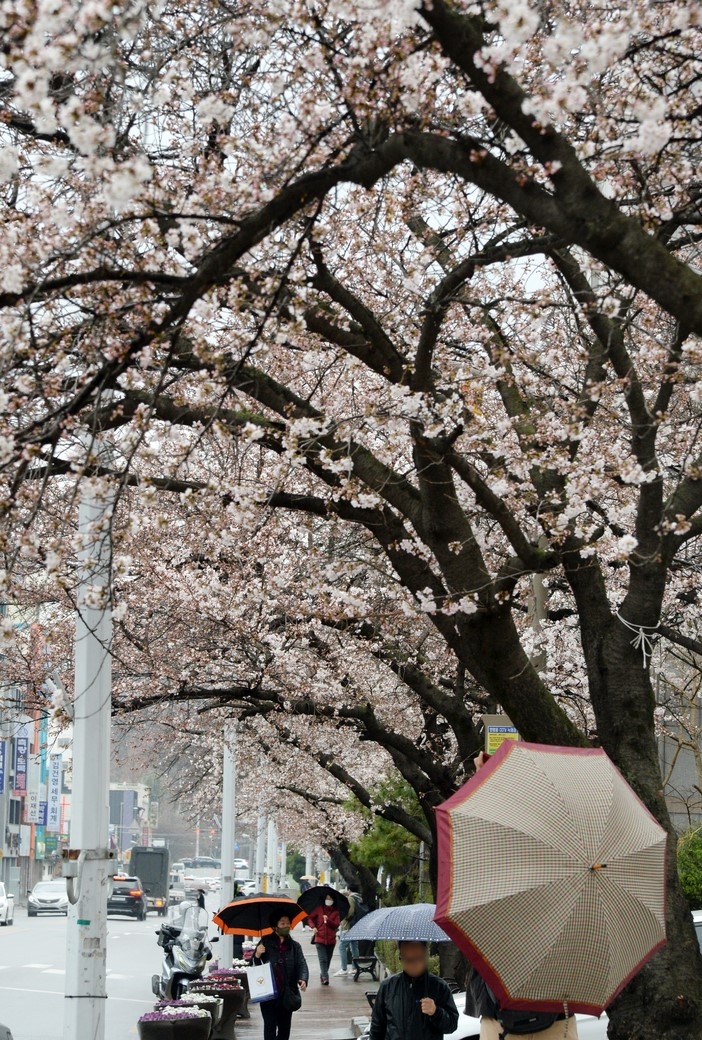 지난달 30일 전북 전주시 덕진구청 앞 벚꽃로에서 벚꽃이 봄비를 맞으며 꽃망울을 터트리고 있다.