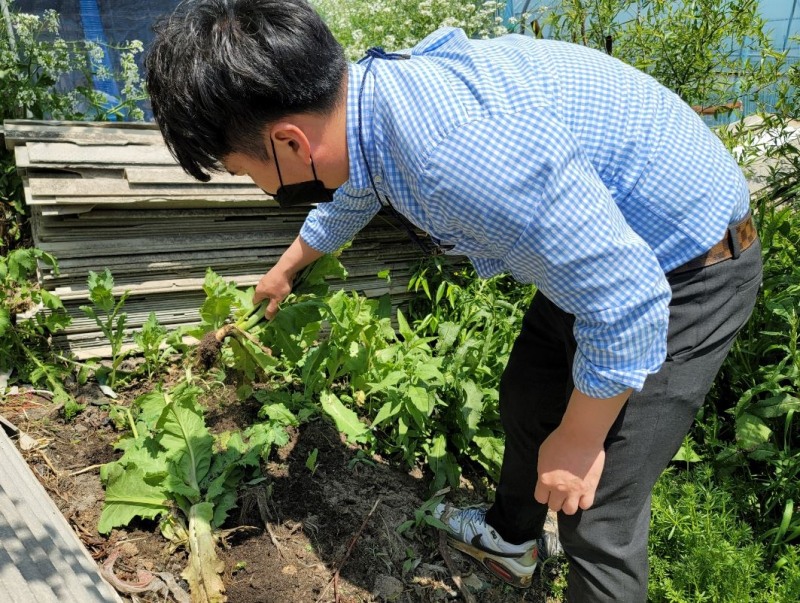 목포해경이 양귀비 개화기와 대마 수확기를 앞두고 자생중인 양귀비를 집중 수색하고 있다. (사진제공 = 목포해양경찰서)
