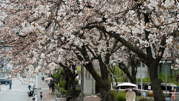 전주시 덕진구청 앞 벚꽃로에서 벚꽃이 봄비를 맞으며 꽃망울을 터트리고 있다.