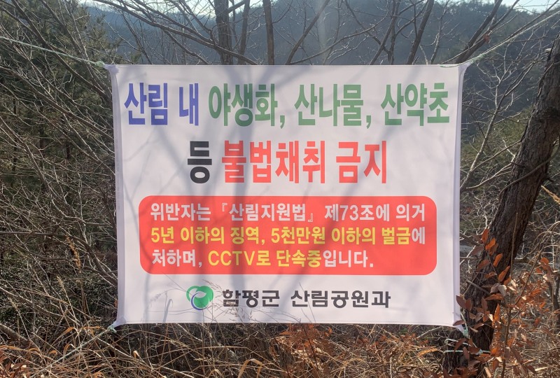 산나물 불법채취 특별단속 현수막 (사진제공 = 함평군)