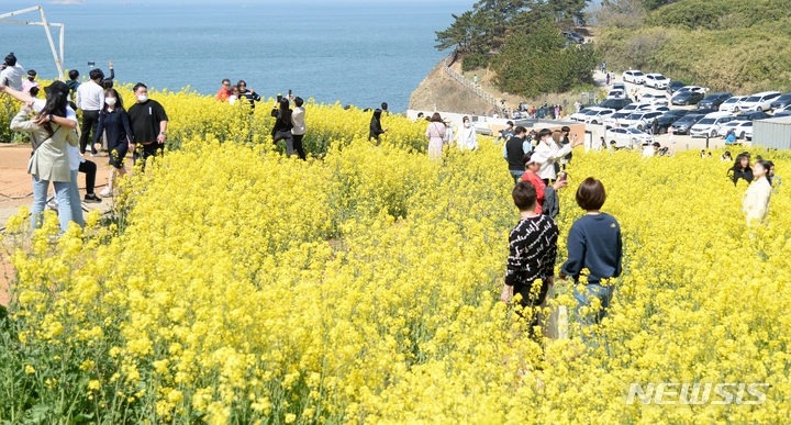 화창한 봄 날씨가 이어지고 있는 17일 전북 부안군 수성당 일대에 유채꽃이 만개해 있다.