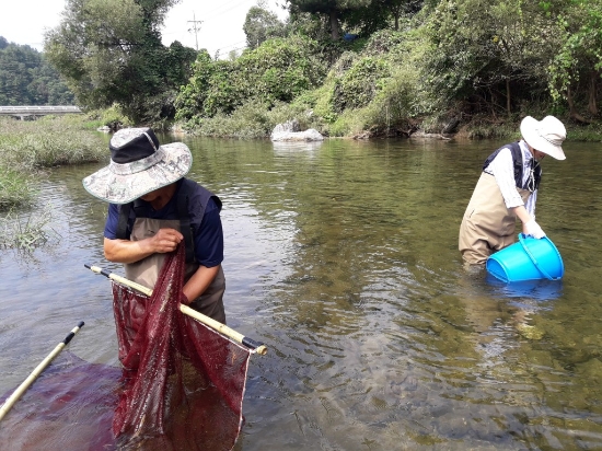 민물고기 서식 현황 조사