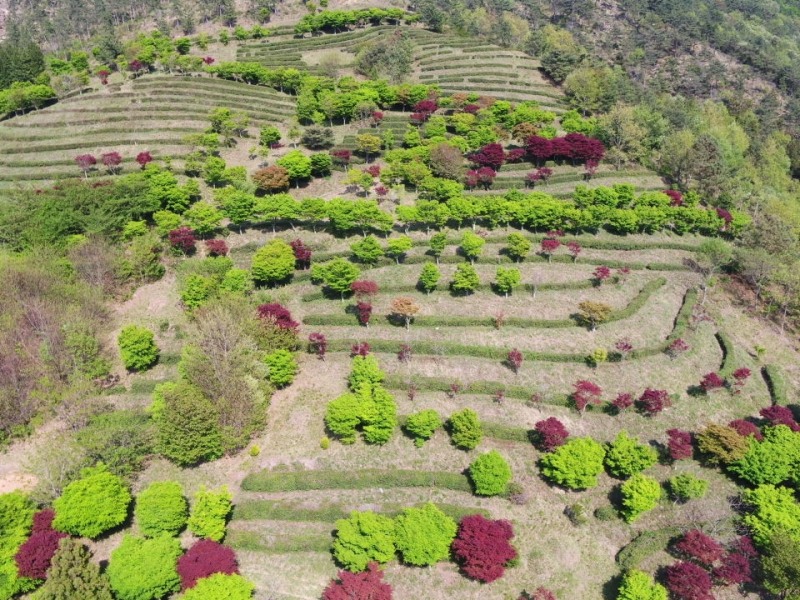 두륜산 녹차체험장 (사진제공 = 해남군)
