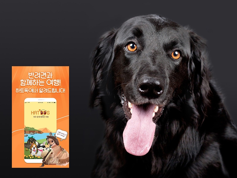하트독, 견주 맞춤형 고민상담과 벼룩시장 등 정보 다양화
