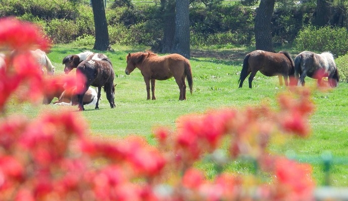 본격적인 농사철에 접어든다는 절기 곡우(穀雨)인 20일 오후 제주시 용강동 마방목지에서 천연기념물 347호 제주마가 올해 처음 초지로 나와 먹이 활동을 하고 있다. 이날 제주도 축산진흥원은 제주마 113마리를 제주마방목지(5·16도로변)로 옮겨 10월 말까지 방목한다.