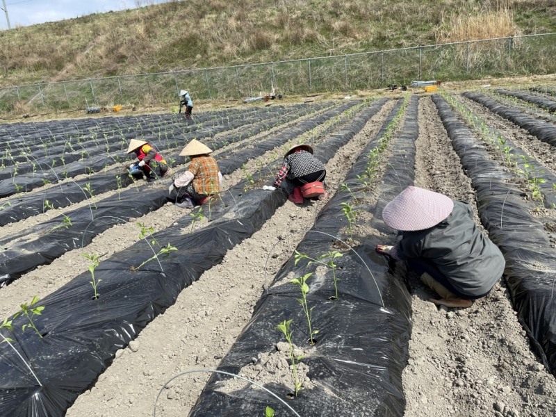 정읍시 농업기술센터는 노지 고추 정식시기를 맞아 고추 안정생산을 위한 정식 후 관리와 바이러스 예방에 주의할 것을 당부했다. (사진제공 = 정읍시)