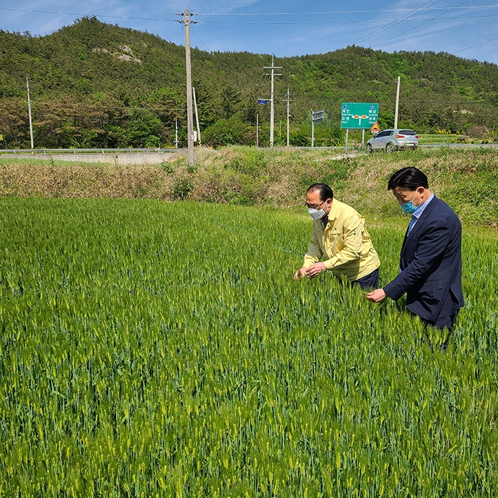 붉은곰팡이병 현장점검 모습 (사진제공 = 해남군)
