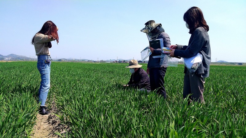 군산시농업기술센터는 맥류 출수기에 따른 붉은곰팡이병 등 병해충 예방을 위한 적기방제를 당부한다고 25일 밝혔다. (사진제공 = 군산시)