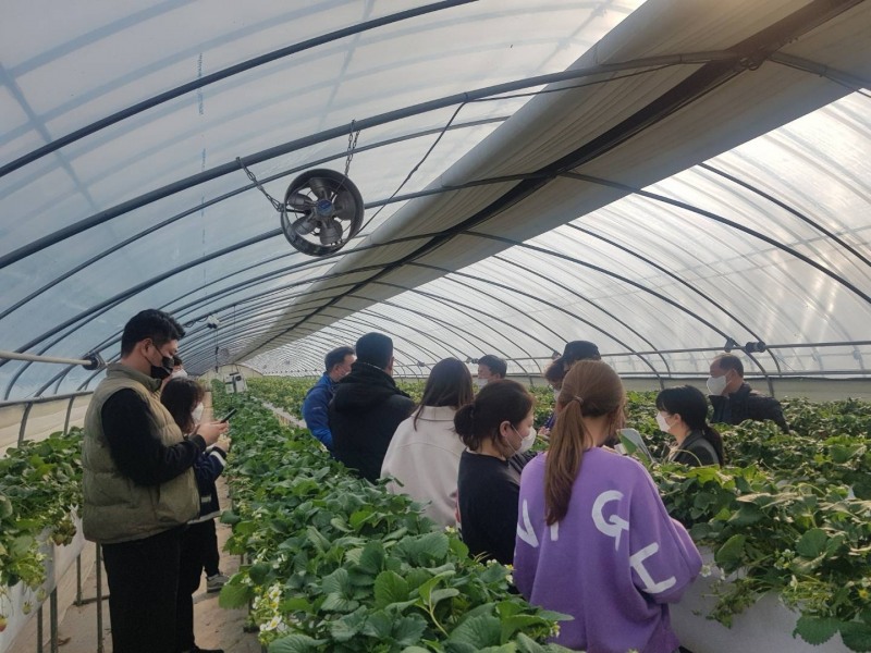 군산시는 최근 급변하는 사회 소비 트랜드에 부응하고 로컬푸드의 기능을 확대하기 위해 경쟁력 있는 원예농산물 생산에 노력하고 있다. (사진제공 = 군산시)